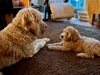 Fin & Loki 2.webp