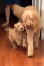 Fin & Loki 3.webp