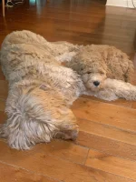 Fin & Loki.webp