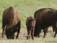 Buffalo (1).webp
