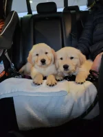 Goldies.webp