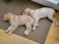 Goldies2.webp
