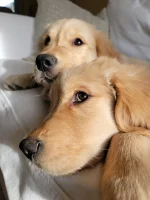 Goldies3.webp