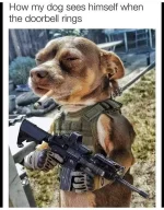 Door Bell Dog.webp