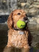 Cody.webp