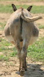 donkey butt.jpg