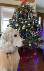 lupo christmas.webp