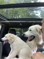Dogs in Tremor.webp