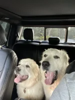 Dogs in Tremor1.webp