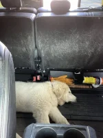 Dogs in Tremor3.webp