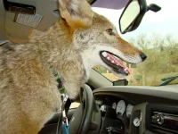 Sandy helping drive.webp