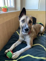 Mica one ear up.webp