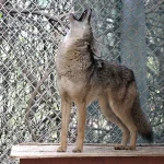 Sandy Howling. jpg.webp