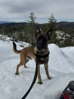 K9 Rex.webp