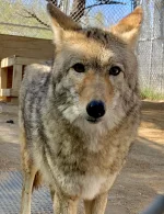 tempImagerBuuNA.webp