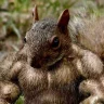 SquirrelyDan82