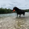 Gratefuldawg