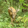 Buckslayer