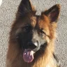 Beef
