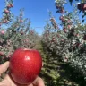 WA APPLES