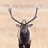 c-ne-elk