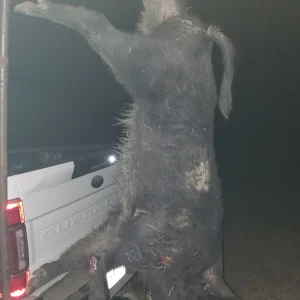 350lbPig.jpg