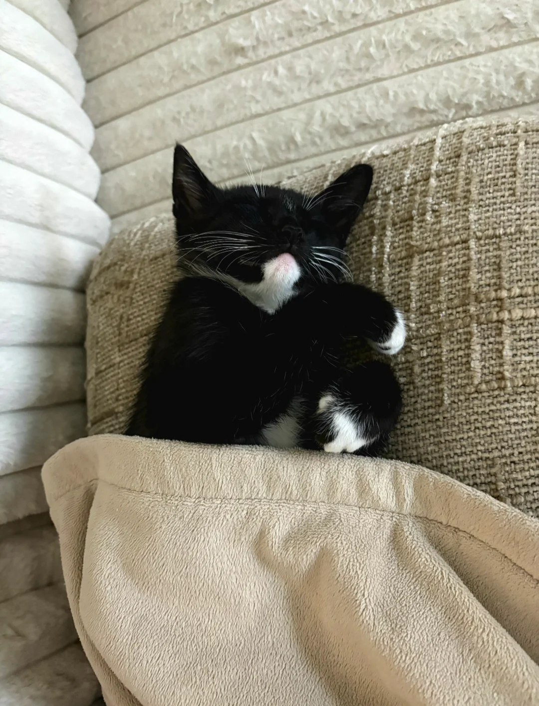 TremorCat.webp